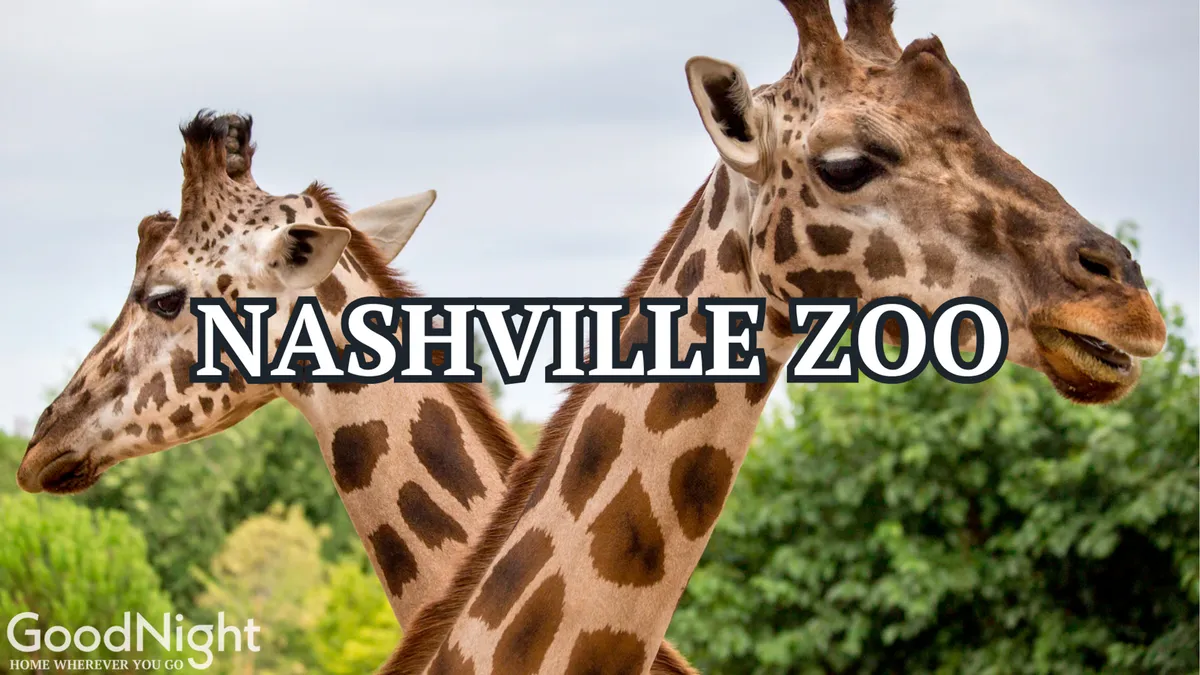 A joyful scene of giraffes in a lush, green habitat at the Nashville Zoo. The foreground shows a family-friendly atmosphere, ideal for children and multigenerational groups looking to explore and learn together.